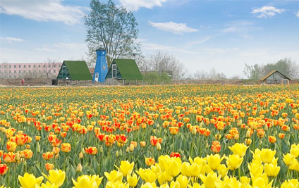 Join hands with the Netherlands to the world - Tulip Bulb Proliferation Boosts Pingdu's "Beautiful Economy"