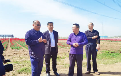 Kong Lingfeng, the Party Secretary and Director of Jining Municipal Finance Bureau and the Municipal Government Investment and Financing Service Center, led a team to inspect the Qingdao Tulip Project