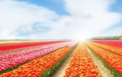 Bringing Tulips Home, Gupu Focuses on the Tulip Industry.