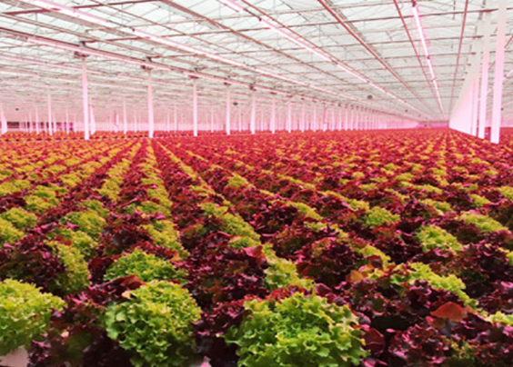 Automatic Lettuce Planting System