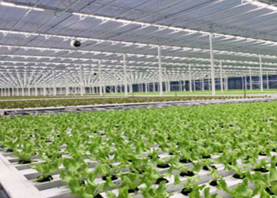 Automatic Lettuce Planting System